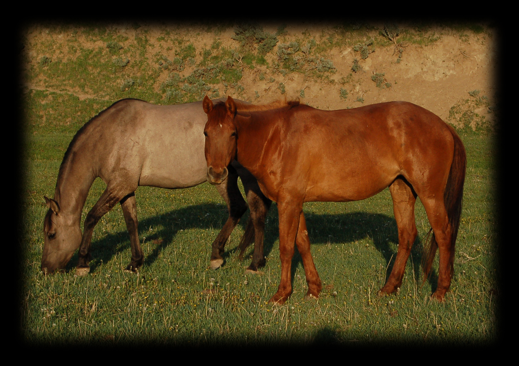 Sorrel Mare, Hollywood Gold and Cutter Bill. Royal King also in lineage.